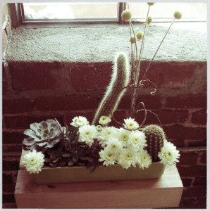 succulentplanter1