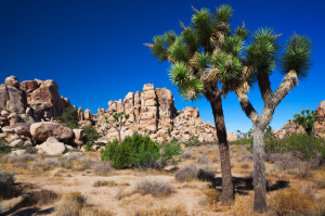 Joshua Tree and Rocks