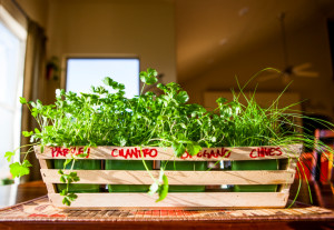 iStock indoor herb garden