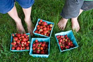 strawberrypicking