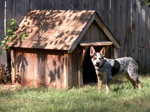 cattledog