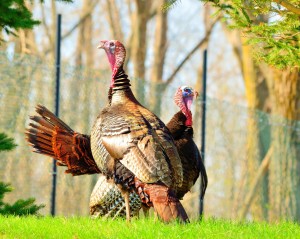 wildturkey