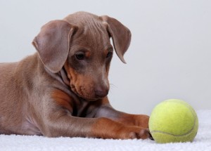 dobermanpup