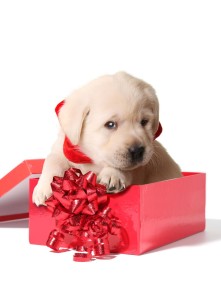 puppypresent