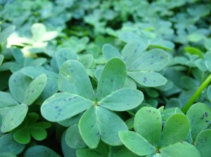 shamrocks