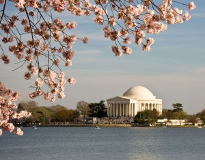 cherryblossomsdc