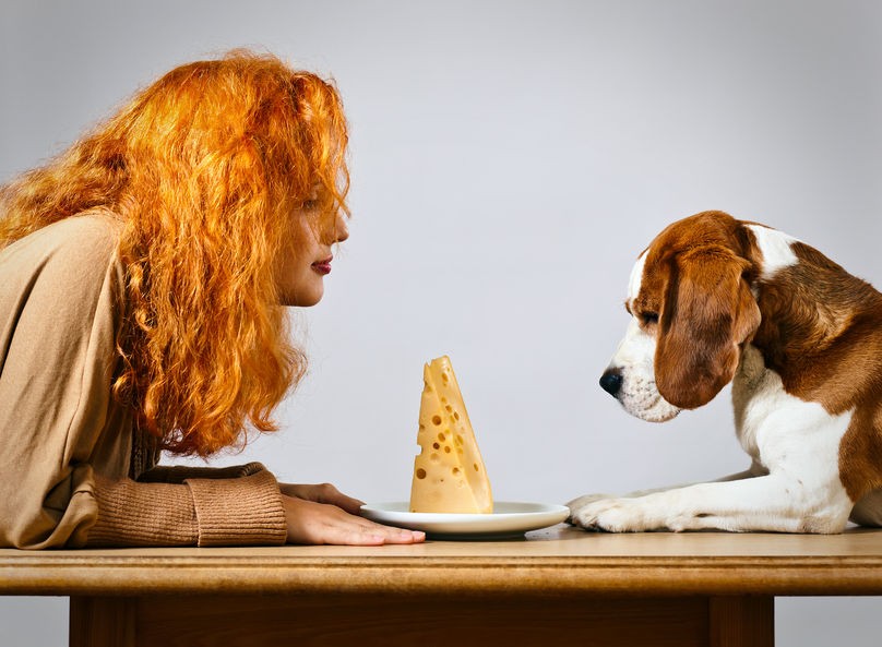 Dog and woman looking at a plate of cheese