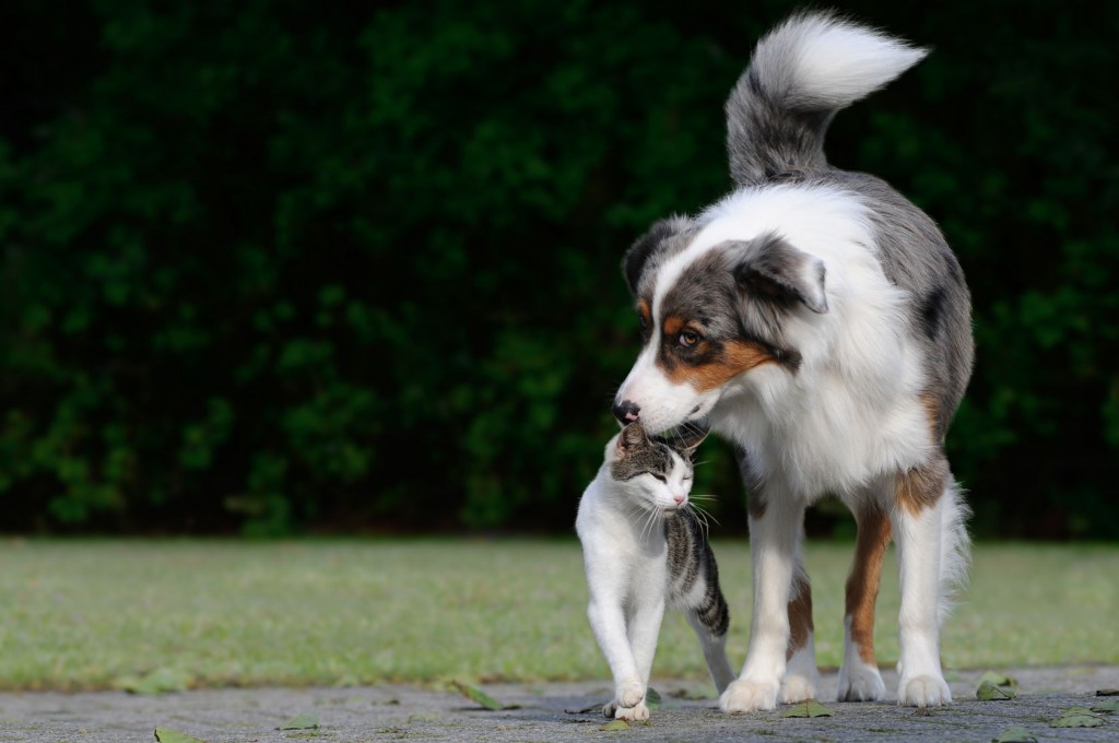 cat and dog