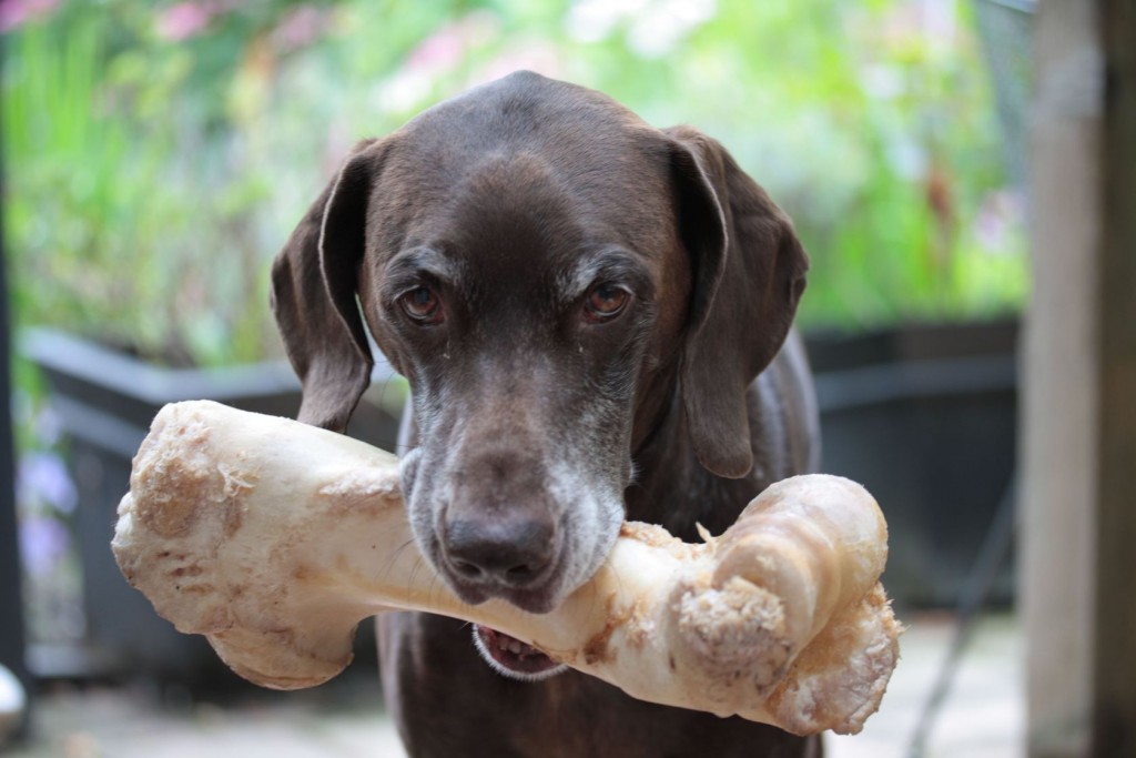 German shorthaired pointer with a giant bone in his mouth