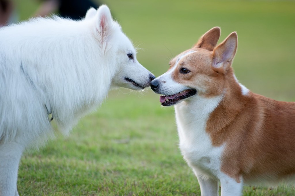 two dogs getting to know each other