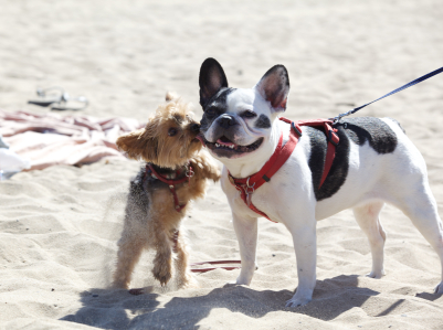 Sizing Up Your Pooch: Buying a Harness Online is Ruff