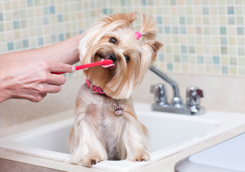 Brushing Your Canine’s Canines « Weekly Sauce