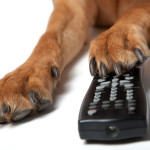 Press Paws: Experts Say Dogs Won't Dig Dog TV