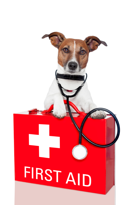Top 10 Pet Emergency Kit Items