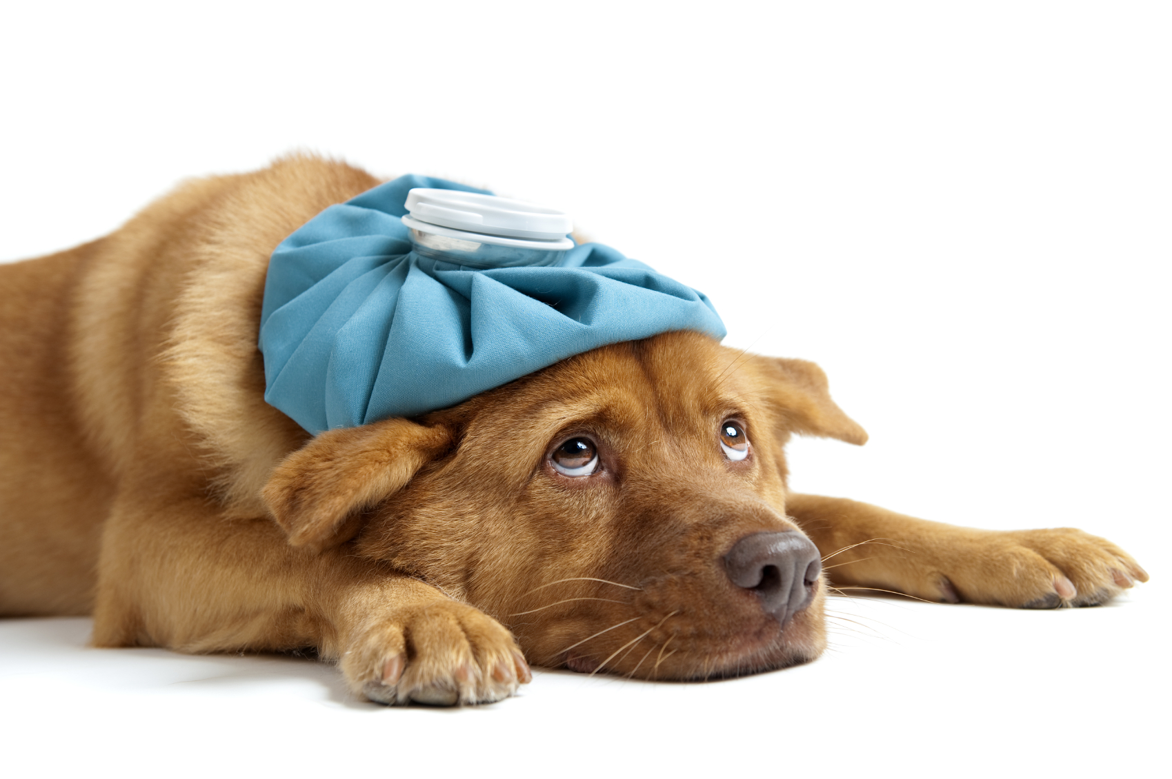 12 Dog Emergencies That Need Immediate Veterinary Attention
