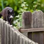 Paws Off: Keeping Stray Cats Away Naturally
